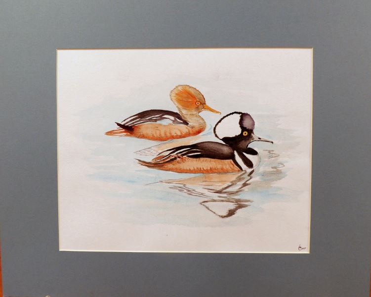 14-Wood Ducks