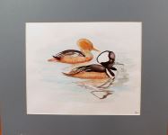 14-Wood Ducks - 14-Wood Ducks